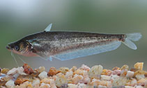 Image of Ompok argestes (Wetzone butter catfish)