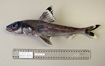 Image of Paraulopus okamurai (Piedtip cucumberfish)
