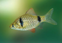 Image of Pethia reval (Red fin barb)