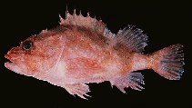Image of Phenacoscorpius megalops (Noline scorpionfish)
