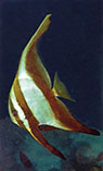 Image of Platax boersii (Golden spadefish)