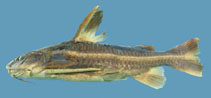 Image of Platydoras brachylecis 