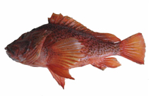 Image of Pontinus nigropunctatus (St. Helena deepwater scorpionfish)