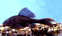 Image of Pseudorinelepis genibarbis 