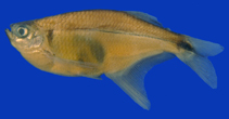 Image of Pseudocorynopoma heterandria 