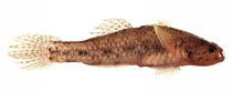 Image of Pseudogobius olorum (Bluespot goby)