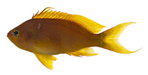Image of Pseudanthias oumati (Saffron anthias)