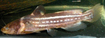 Image of Pseudobagrus trilineatus 