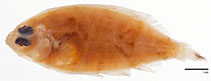 Image of Psettina variegata 