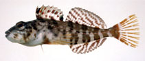 Image of Pseudoblennius zonostigma 