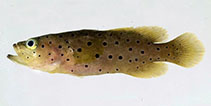 Image of Rypticus carpenteri (Slope soapfish)