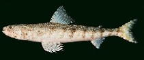 Image of Saurida flamma (Orangemouth lizardfish)