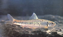 Image of Sarcocheilichthys kiangsiensis 