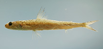Image of Saurida normani (Shortjaw lizardfish)