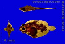 Image of Scophthalmus aquosus (Windowpane flounder)