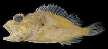 Image of Scorpaenopsis crenulata (Serrated deepwater scorpionfish)