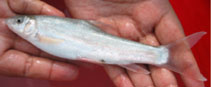 Image of Schizothorax progastus (Dinnawah snowtrout)