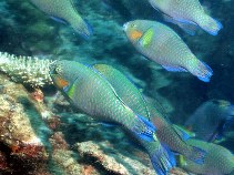 Image of Scarus rivulatus (Rivulated parrotfish)