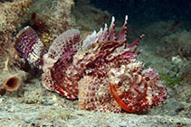 Image of Scorpaena sumptuosa (Western red scorpionfish)