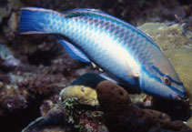 Image of Scarus taeniopterus (Princess parrotfish)