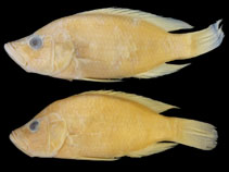 Image of Serranochromis altus (Humpback largemouth)