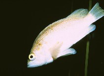 Image of Sebastes atrovirens (Kelp rockfish)