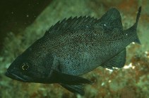 Image of Sebastes ciliatus (Dusky rockfish)