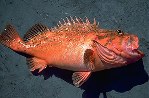 Image of Sebastes gilli (Bronzespotted rockfish)