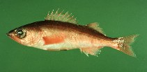 Image of Sebastes jordani (Shortbelly rockfish)