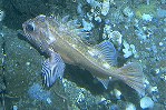 Image of Sebastes rosenblatti (Greenblotched rockfish)