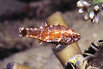 Image of Siphamia corallicola (Coral siphonfish)