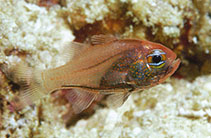 Image of Siphamia cyanophthalma (Blue-eye siphonfish)