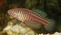 Image of Simpsonichthys perpendicularis 