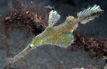 Image of Solenostomus paegnius (Roughsnout ghost pipefish)
