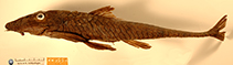 Image of Spatuloricaria nudiventris 