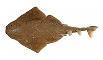 Image of Squatina albipunctata (Eastern Angel Shark)