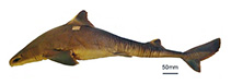 Image of Squalus quasimodo (Humpback Western dogfish)
