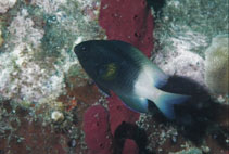 Image of Stegastes partitus (Bicolor damselfish)
