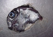 Image of Sternoptyx pseudodiaphana (False oblique hatchetfish)