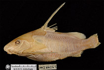 Image of Synodontis longispinis 