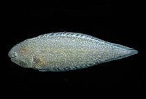 Image of Symphurus melanurus (Drab tonguefish)