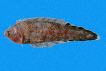 Image of Symphurus oligomerus (Spotfin tonguefish)
