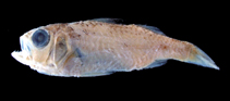 Image of Parascombrops serratospinosus (Roughspine seabass)