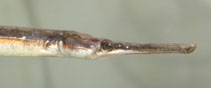 Image of Syngnathus taenionotus 
