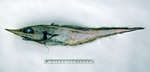 Image of Trachyrincus longirostris (Slender unicorn rattail)
