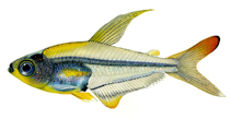 Image of Trochilocharax ornatus 