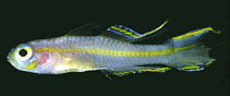Image of Tryssogobius quinquespinus (Fivespine fairygoby)