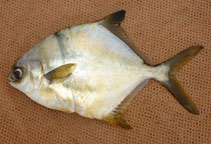 Image of Trachinotus teraia (Shortfin pompano)