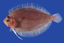 Image of Trichopsetta ventralis (Sash flounder)