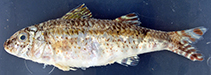 Image of Upeneus niebuhri (Niebuhr’s goatfish)